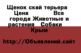 Щенок скай терьера › Цена ­ 20 000 - Все города Животные и растения » Собаки   . Крым